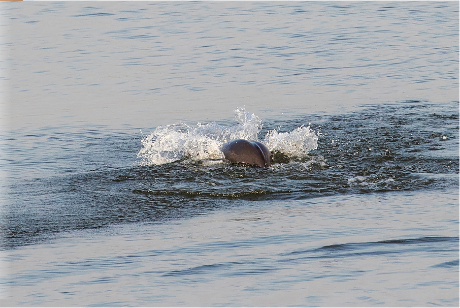 1_3長江精靈（組照） 石云波 18973072691.png