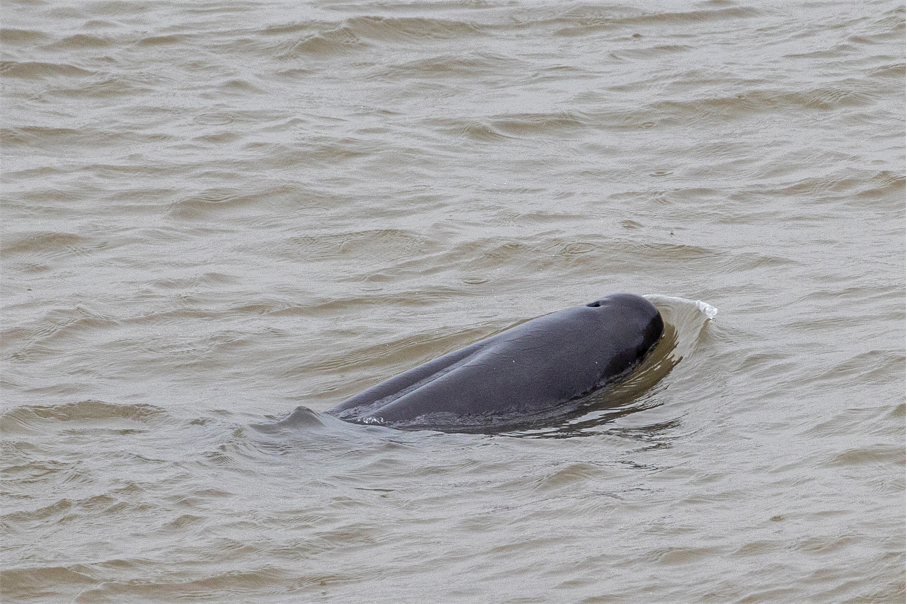 1_5長江精靈（組照） 石云波 18973072691.png