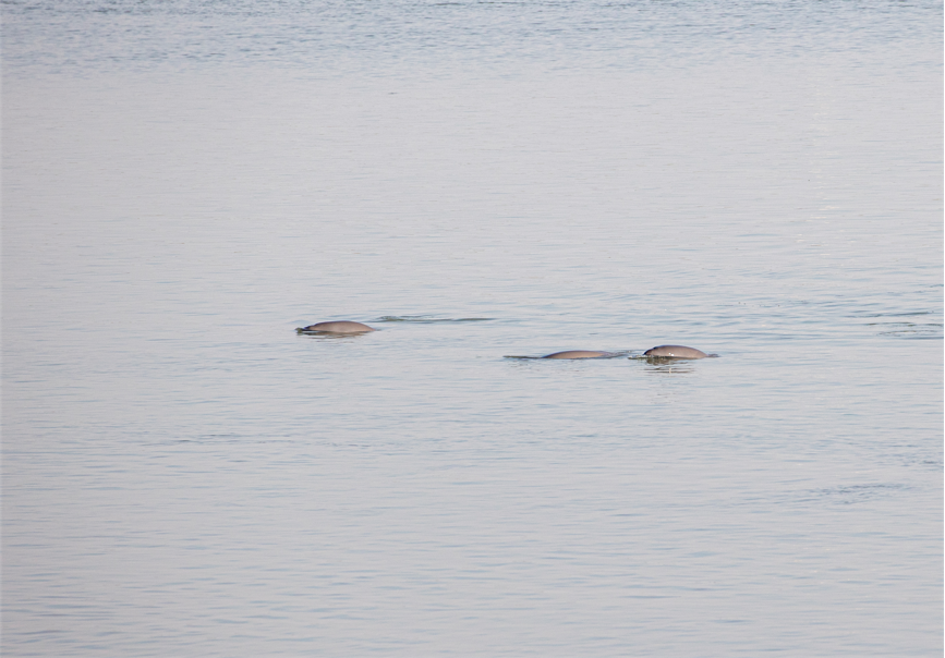 1_6長江精靈（組照） 石云波 18973072691.png