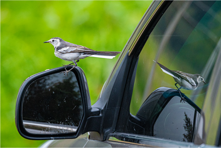 11_1《愛臭美的小精靈》（組照）王啟友 15367572777.png