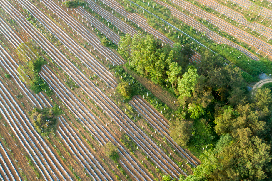 13_3 荒地變果園（組照） 陳敏捷 13507479497.png
