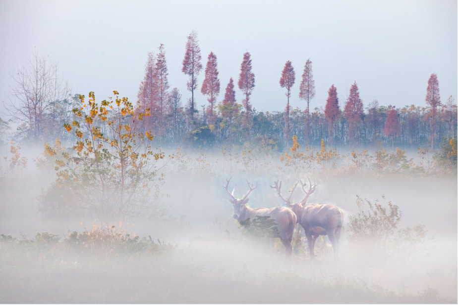 19_6《洞庭晨霧》（組照）李文  18873050161.png