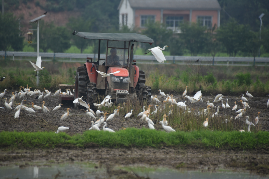 1651825998440063354.png 21 百鷺鬧春耕 劉考勤 13027306667.png