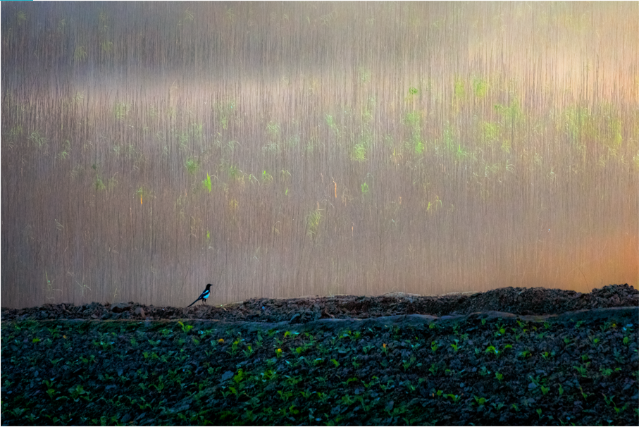 1651828502432023032.png 25家園 岳陽君山 沈靜 15773010626.png