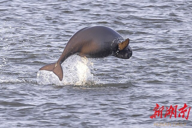 大道向前·沿著總書記足跡丨華龍碼頭：水碧大江流
