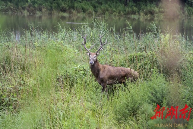 大道向前·沿著總書記足跡丨華龍碼頭：水碧大江流