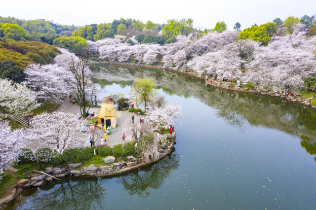 科普｜一個豆莢背后埋藏的生態保護故事