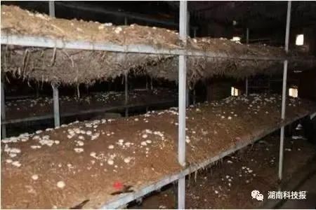 1662015942588050063.jpg 3.jpg