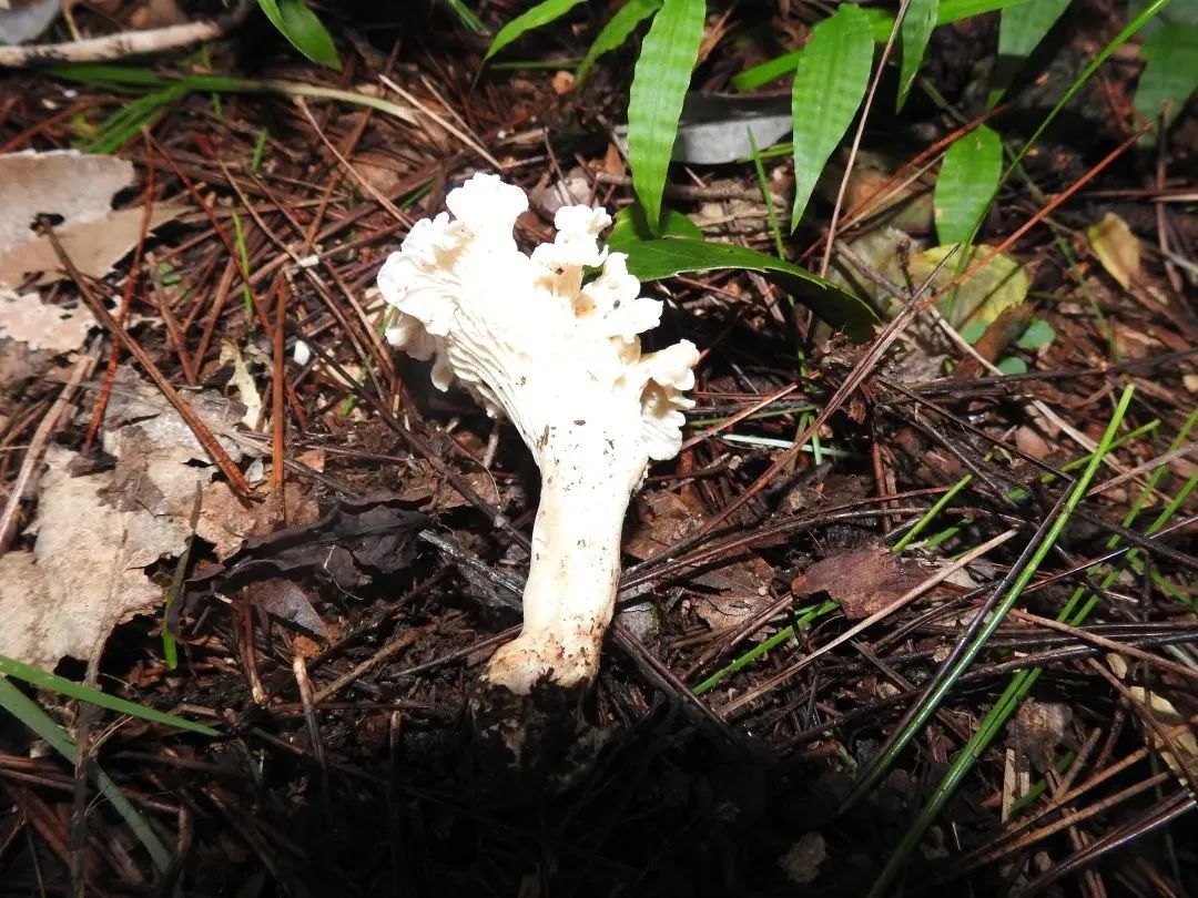 1665275930962011873.jpeg 1665275930962011873.jpeg