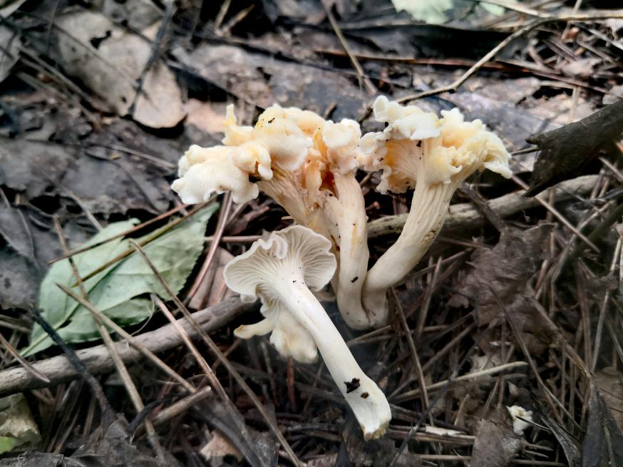 1665275974294080276.png 1665275974294080276.png