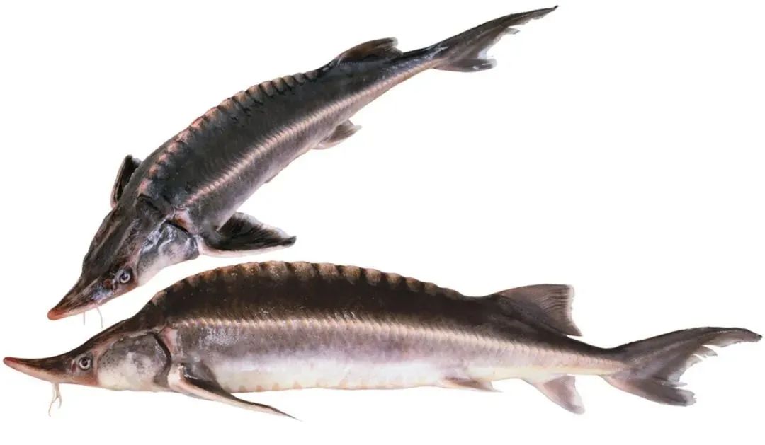 1665300016268087509.jpeg 1665300016268087509.jpeg