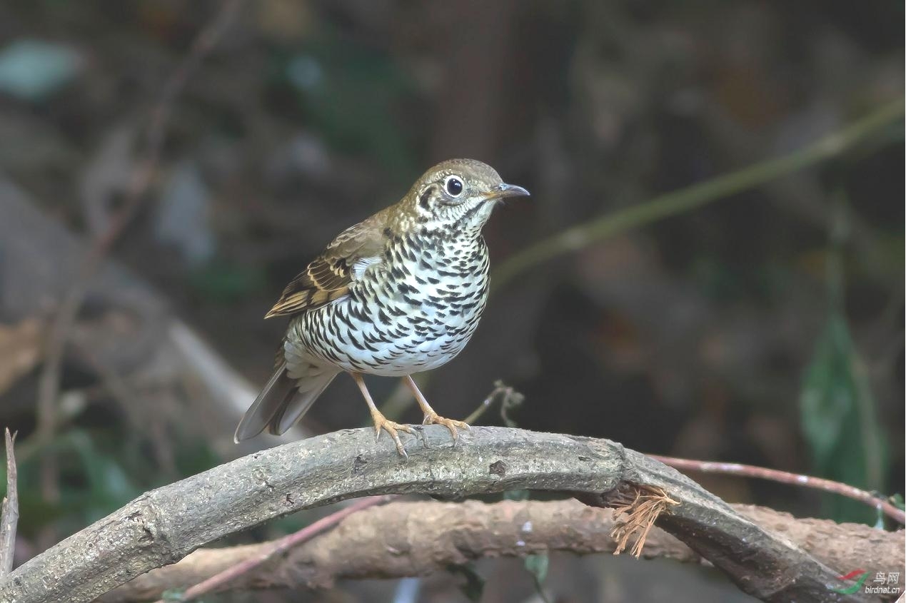 1680764115683063030.jpg 1680764115683063030.jpg