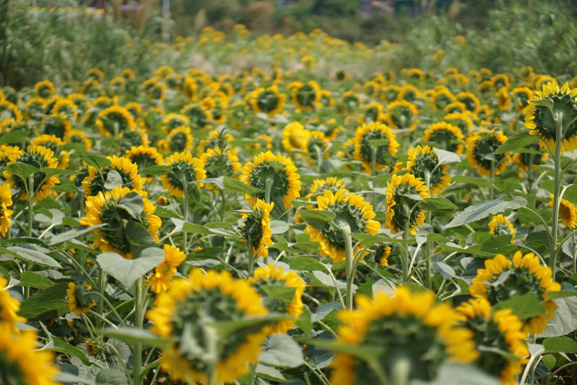 1695286909179052281.jpg 1695286909179052281.jpg