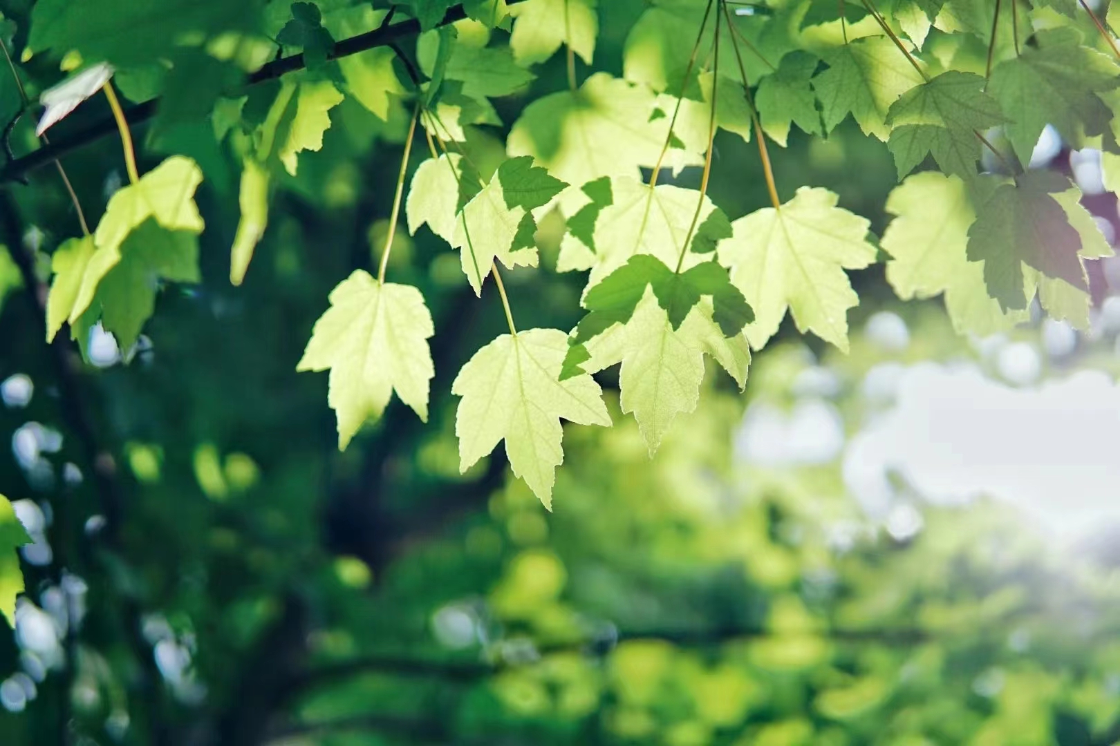 1695287240302038231.jpg 1695287240302038231.jpg