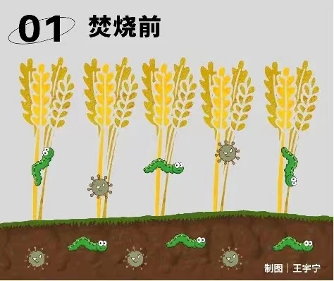 1700813590920047809.jpg 11.14秸稈2.jpg