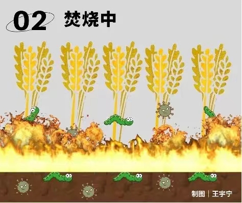 1700813635311028014.jpg 11.14秸稈3.jpg